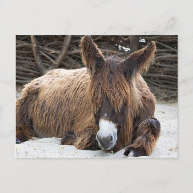 Carte Postale Brown Poitou Donkey (Devant)