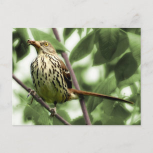 Carte postale Brown Thrasher