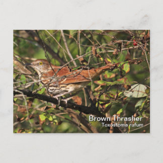 Carte postale Brown Thrasher