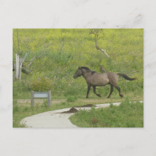 Carte Postale Brown Wild Horse croisement Road do-it-yourself Ca