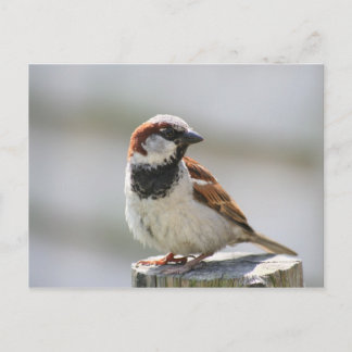 Carte postale : Bruant