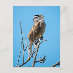 Carte Postale Bruant à couronne blanche