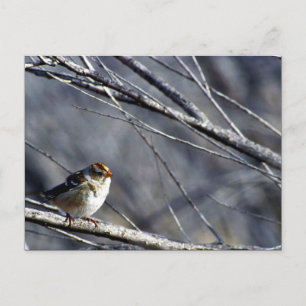 Carte Postale Bruant à couronne blanche femelle