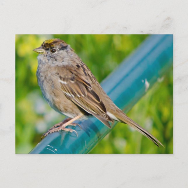 Carte Postale Bruant à couronne dorée (Devant)