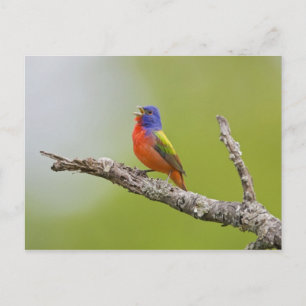 Carte Postale Bruant à tête rouge (Passerina ciris) mâle chantan