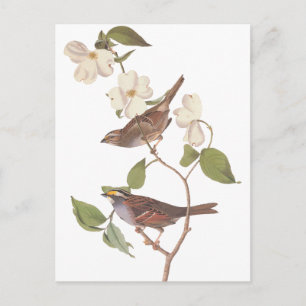 Carte Postale Bruant blanc à projection d'Audubon