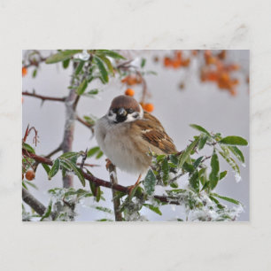 Carte Postale Bruant d'arbre eurasien en hiver