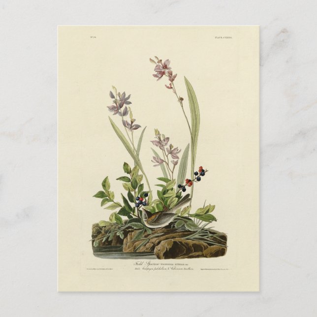 Carte Postale Bruant de champ des oiseaux d'Amérique d'Audubon (Devant)