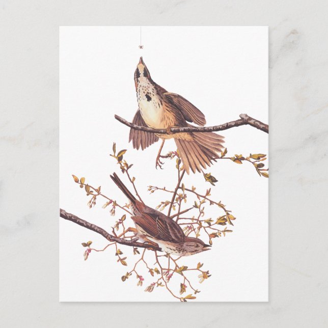 Carte Postale Bruant de chanson Audubon avec araignée minuscule (Devant)