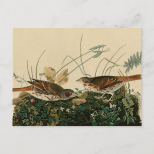 Carte Postale Bruant de couleur renard