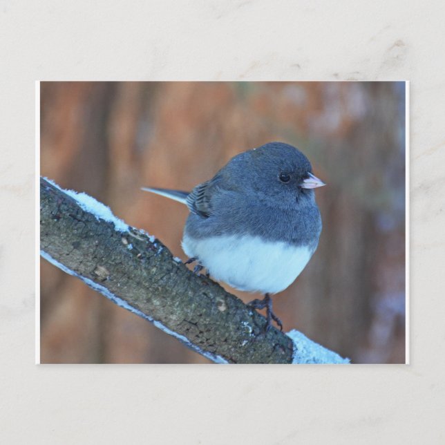 Carte Postale Bruant de Junco foncé (Devant)