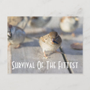 Carte Postale Bruant - Survie De L'Essai Fittest