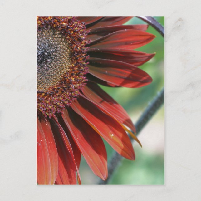 Carte Postale Brûlé Orange Tournesol Pétales Nature (Devant)