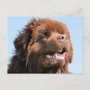 Carte Postale brun nouveau.png