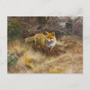 Carte Postale Bruno Liljefors - Renard et Paysage