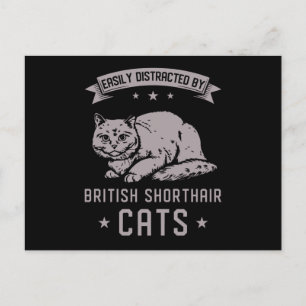 Carte Postale BSH British Shorthair