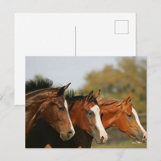 Carte Postale BTtrois quarts de chevaux en tête (Devant / Derrière)