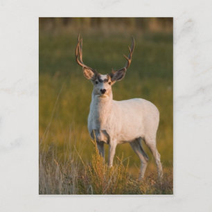 Carte Postale Buck blanc de Meeker 2