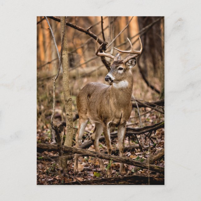 Carte Postale Buck de cerf à queue blanche (Devant)