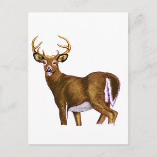 Carte Postale Buck de cerf à queue blanche
