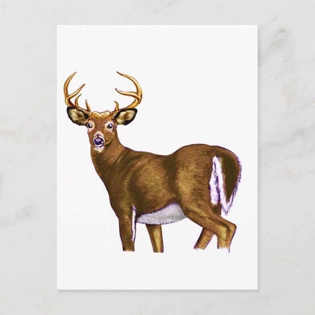 Carte Postale Buck de cerf à queue blanche (Devant)