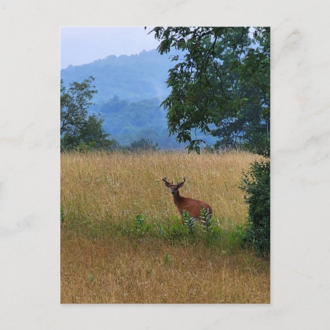 Carte Postale Buck debout dans un champ (Devant)