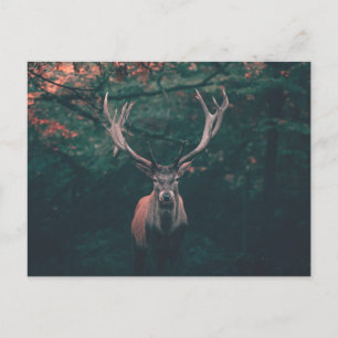 Carte Postale Buck Deer animal sauvage