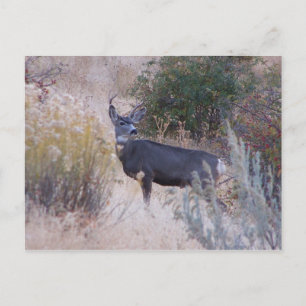 Carte Postale Buck Deer Postcard