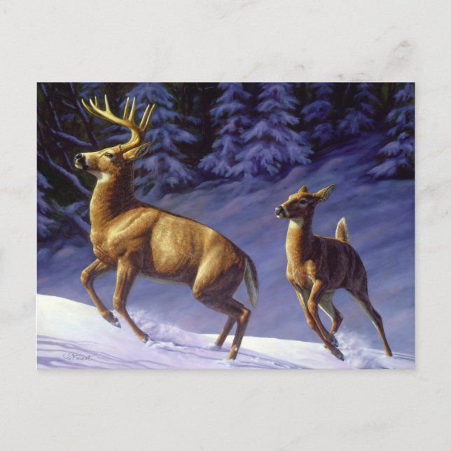 Carte Postale Buck & Doe de cerf blanc en neige hivernale (Devant)