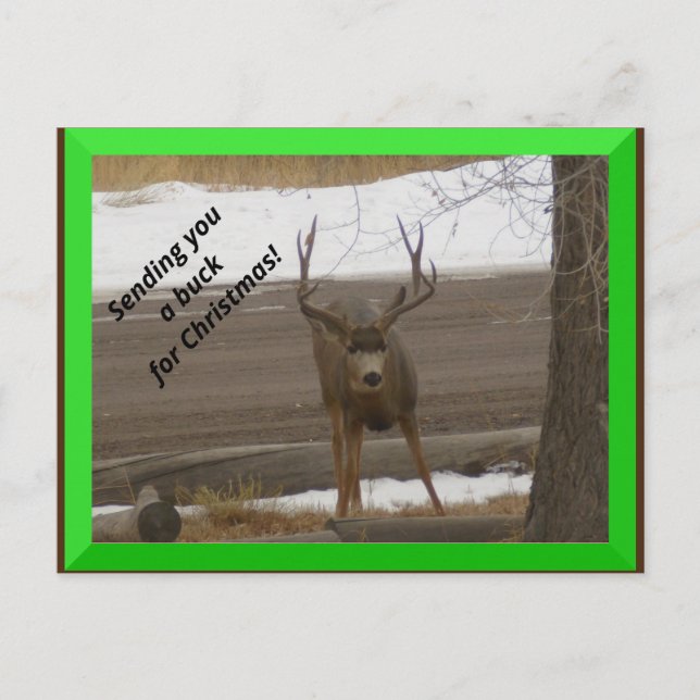 Carte Postale Buck for Christmas Postcard (Devant)