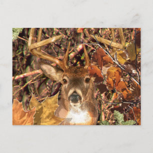 Carte Postale Buck in Hunter Camo White Tail Deer