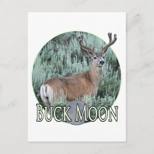 Carte Postale Buck moon