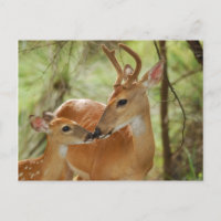 Buck Whitetail Et Bonification De La Faune