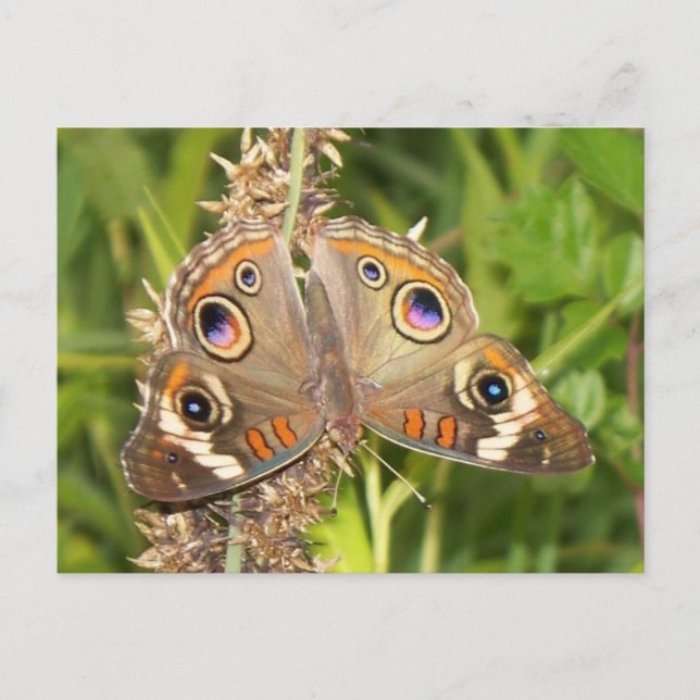 Carte postale Buckeye Butterfly (Devant)