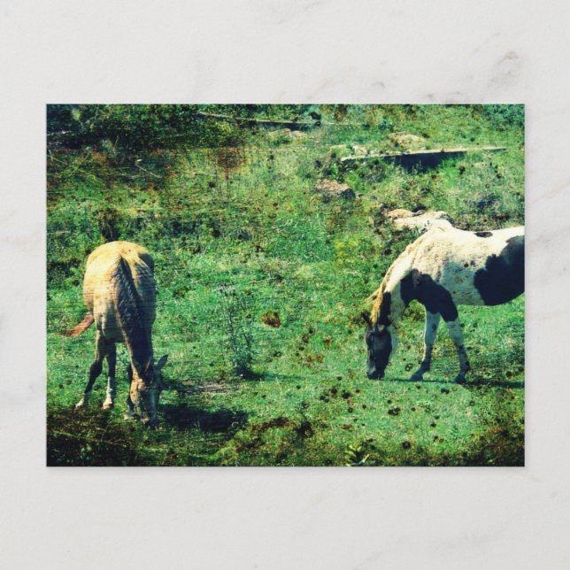 Carte Postale Buckskin et Pinto (Devant)