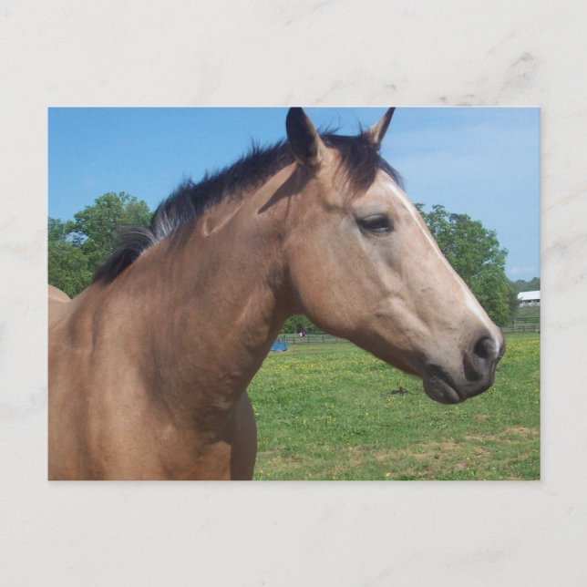 Carte postale Buckskin Mustang (Devant)