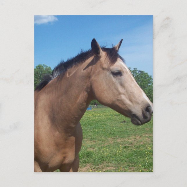 Carte postale Buckskin Mustang (Devant)