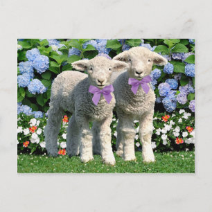 Carte postale "Bucky & Mick"