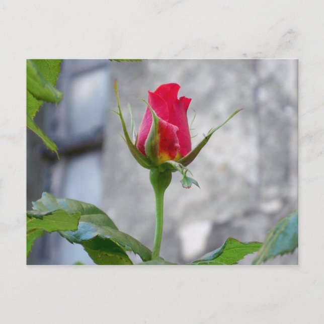 Carte postale Bud Rose unique (Devant)