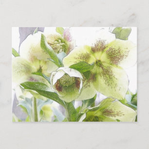 Carte Postale Bud To Blossom - Hellebores blancs