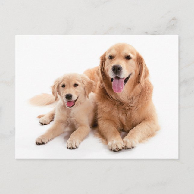 Carte Postale Buddies Golden Retriever (Devant)