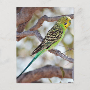 Carte Postale Budget jaune-vert