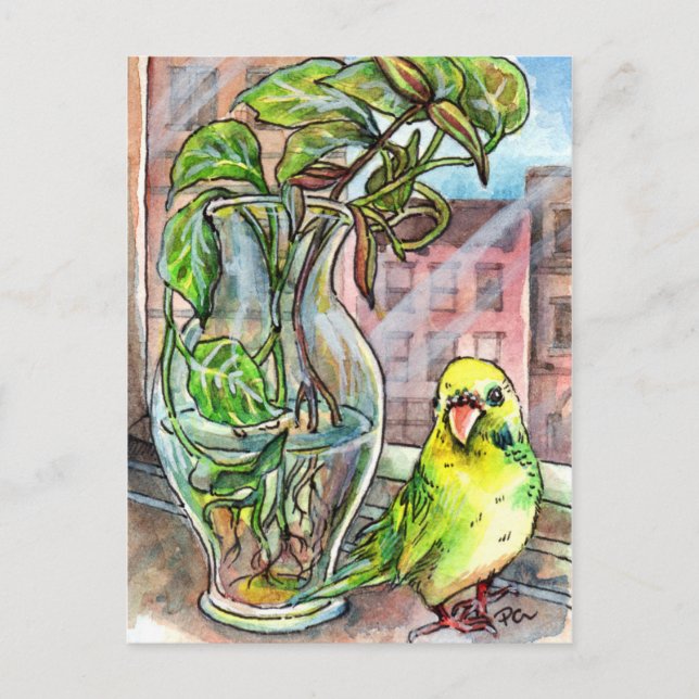 Carte Postale Budgie par la fenêtre (Devant)