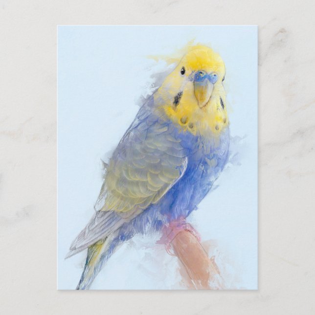 Carte Postale Budgie Portrait No.10 (Devant)