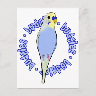 Carte Postale Budgies Budgies