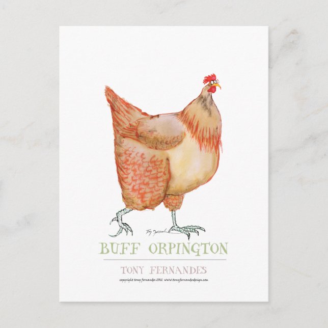Carte Postale Buff Orpington hen, tony fernandes (Devant)