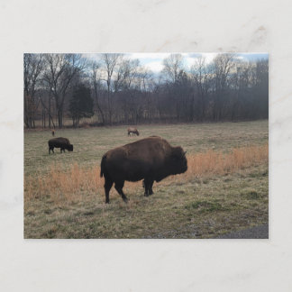 Carte postale Buffalo