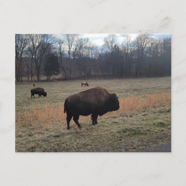 Carte postale Buffalo (Devant)