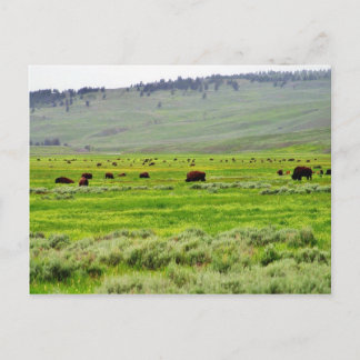 Carte Postale Buffalo