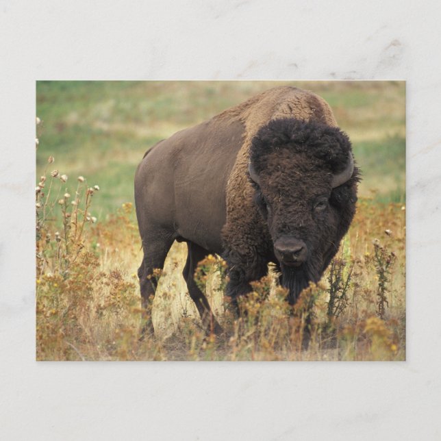 Carte Postale Buffalo (Devant)